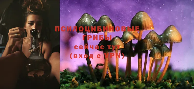 Псилоцибиновые грибы Cubensis  Вятские Поляны 